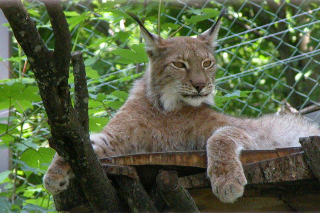 Der Zoo Hellbrunn in Salzburg