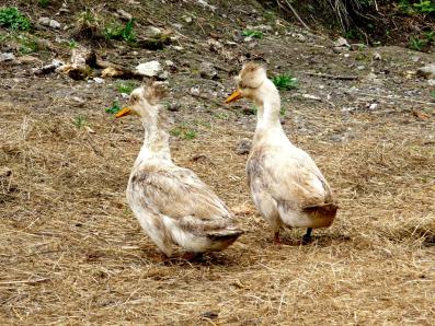 Die Enten am Bauernhof Fluchthäusl in Maria Gern bei Berchtesgaden