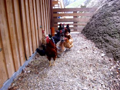 Die Hühner am Bauernhof Fluchthäusl in Maria Gern bei Berchtesgaden