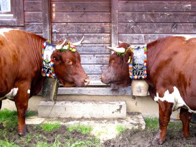 Die Kühe am Bauernhof Fluchthäusl in Maria Gern bei Berchtesgaden