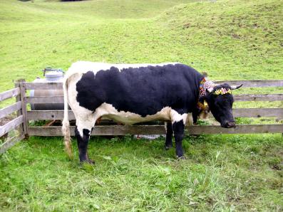 Die Kühe am Bauernhof Fluchthäusl in Maria Gern bei Berchtesgaden