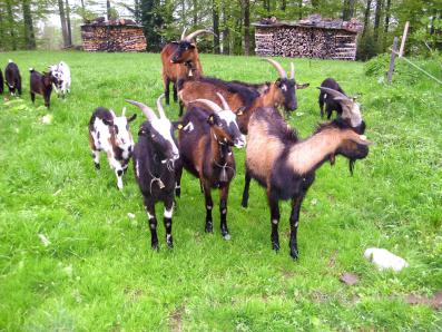 Die Ziegenherde am Bauernhof Fluchthäusl in Maria Gern bei Berchtesgadenen...