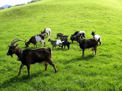 Die Ziegenherde am Bauernhof Fluchthäusl in Maria Gern bei Berchtesgadenen...